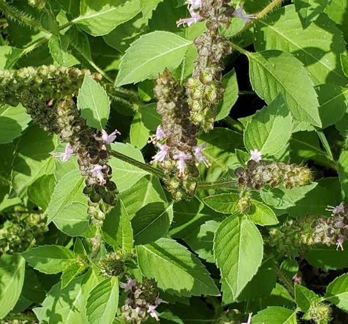 Tulsi Holy Basil