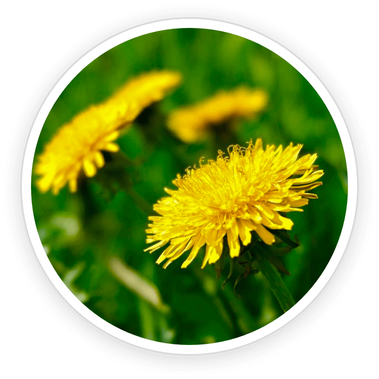 Dandelion Extract